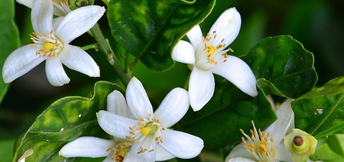 La fleur d'oranger aide à éliminer les varicosités