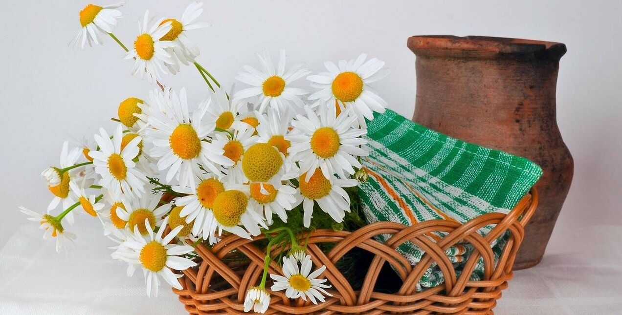 Comment faire un tonique à partir de fleurs de camomille